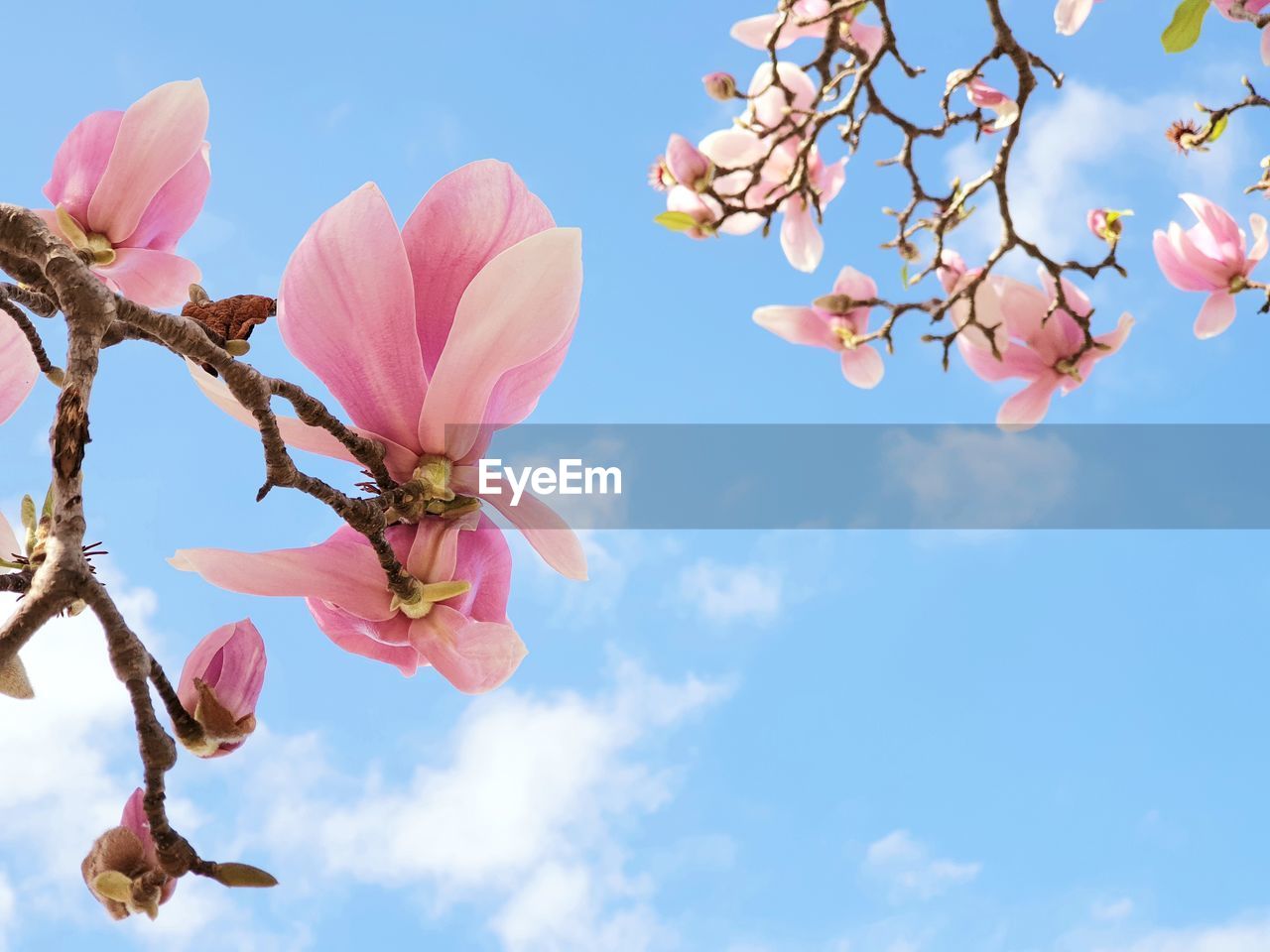 Low angle view of pink cherry blossoms against sky