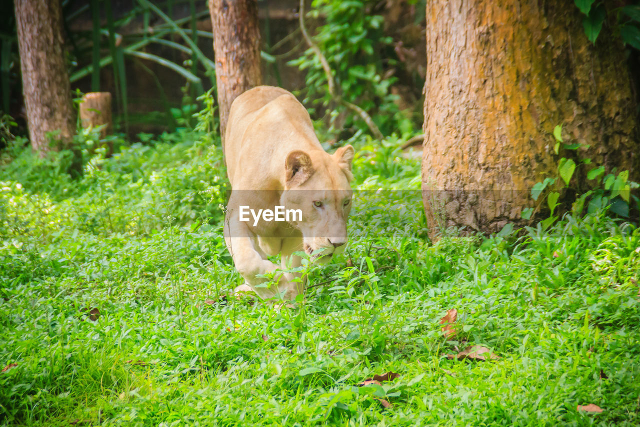 VIEW OF A LION