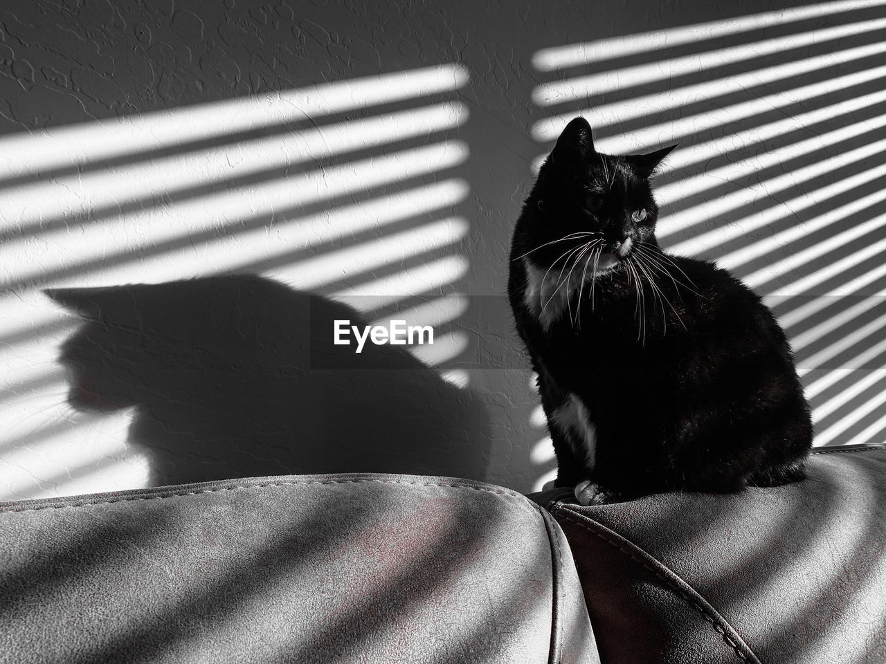 black, cat, animal themes, animal, domestic animals, pet, mammal, one animal, black and white, domestic cat, black cat, monochrome, shadow, feline, monochrome photography, indoors, white, no people, sunlight, striped, relaxation, furniture, bed, sitting, home interior, felidae, whiskers, textile, small to medium-sized cats, day, resting