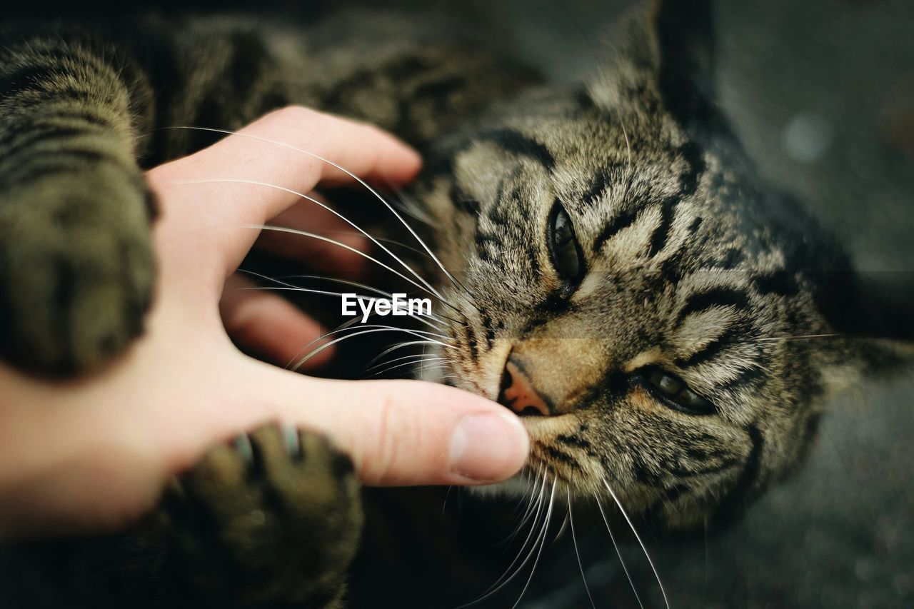 Person playing with cat