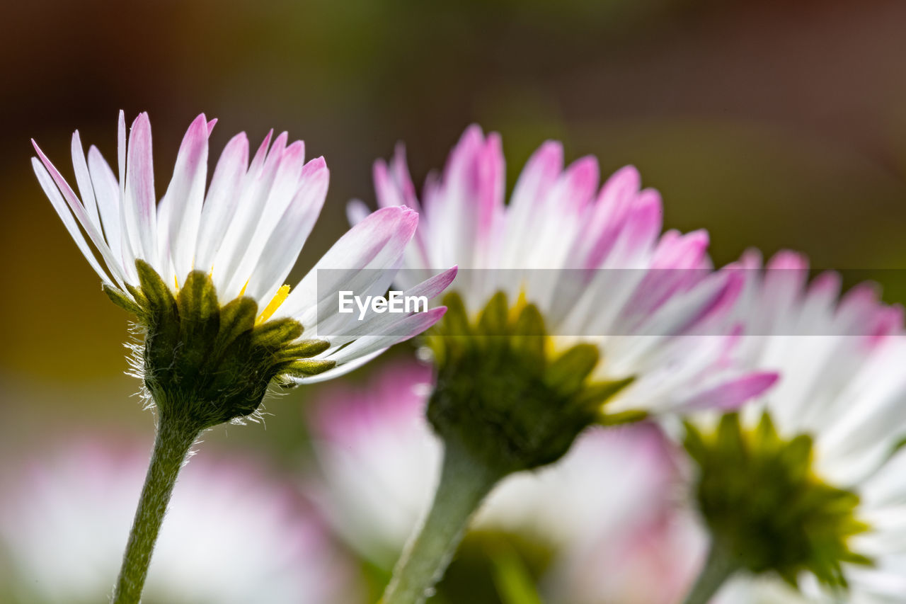 Close-up of daisy