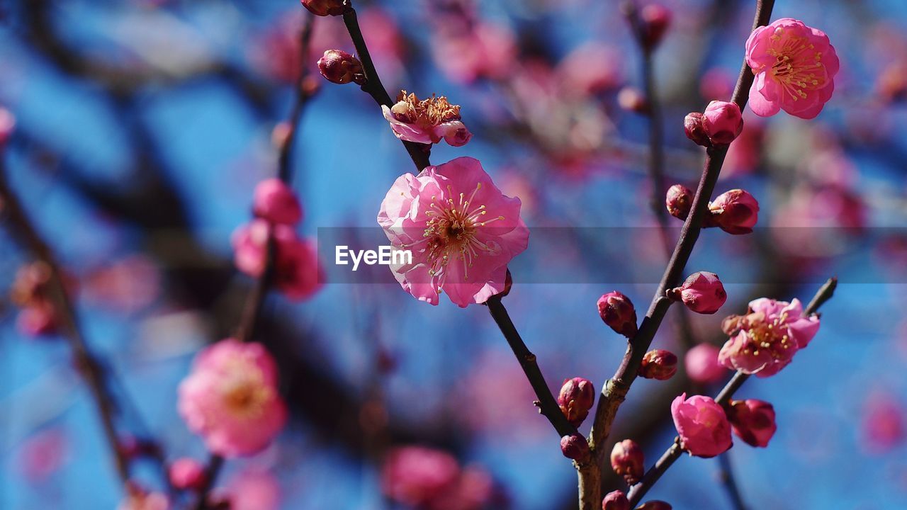 Close-up of pink flowers on twig