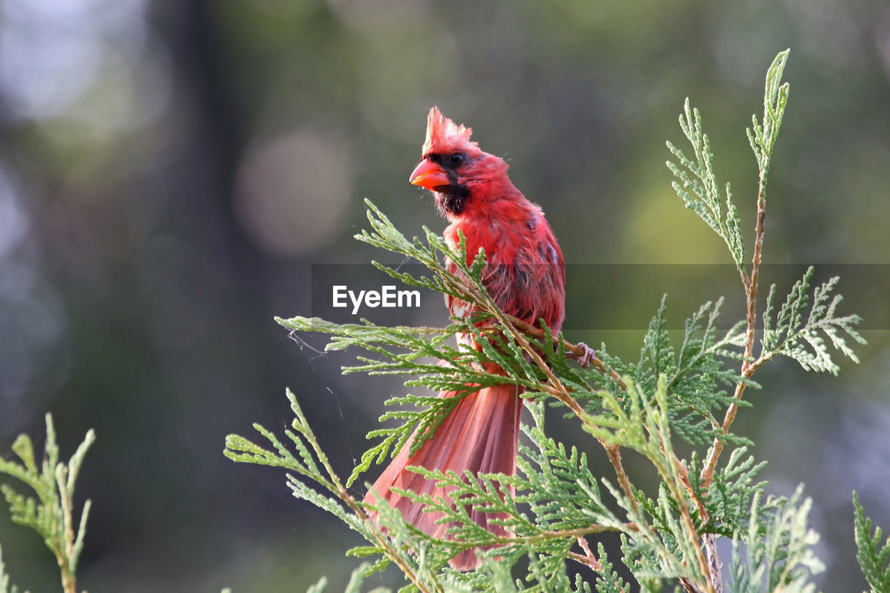Close-up of red bird perching on plant