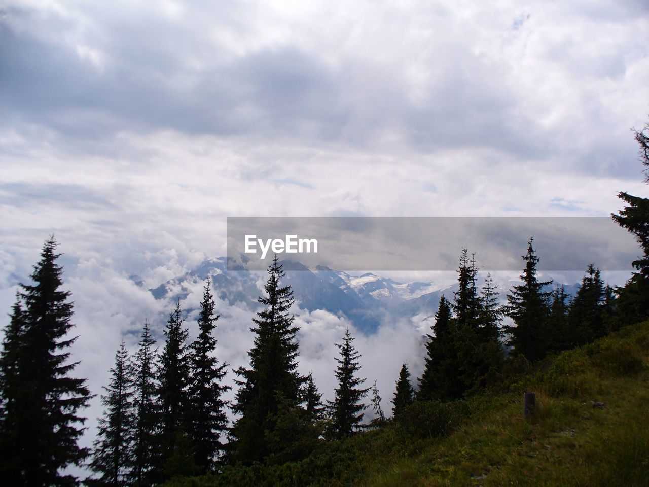 Pine trees in forest against sky