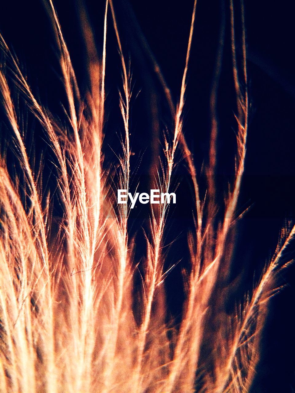 Low angle view of a macro feather against sky at night