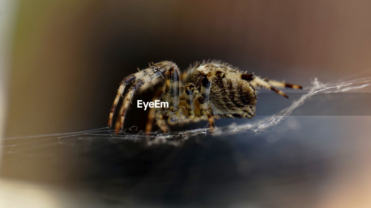 CLOSE-UP VIEW OF SPIDER