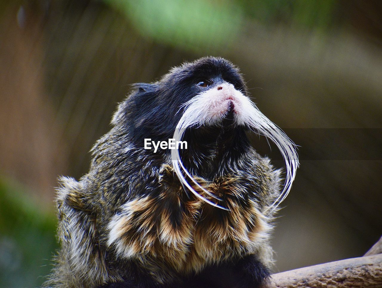 CLOSE-UP OF MONKEY LOOKING AWAY