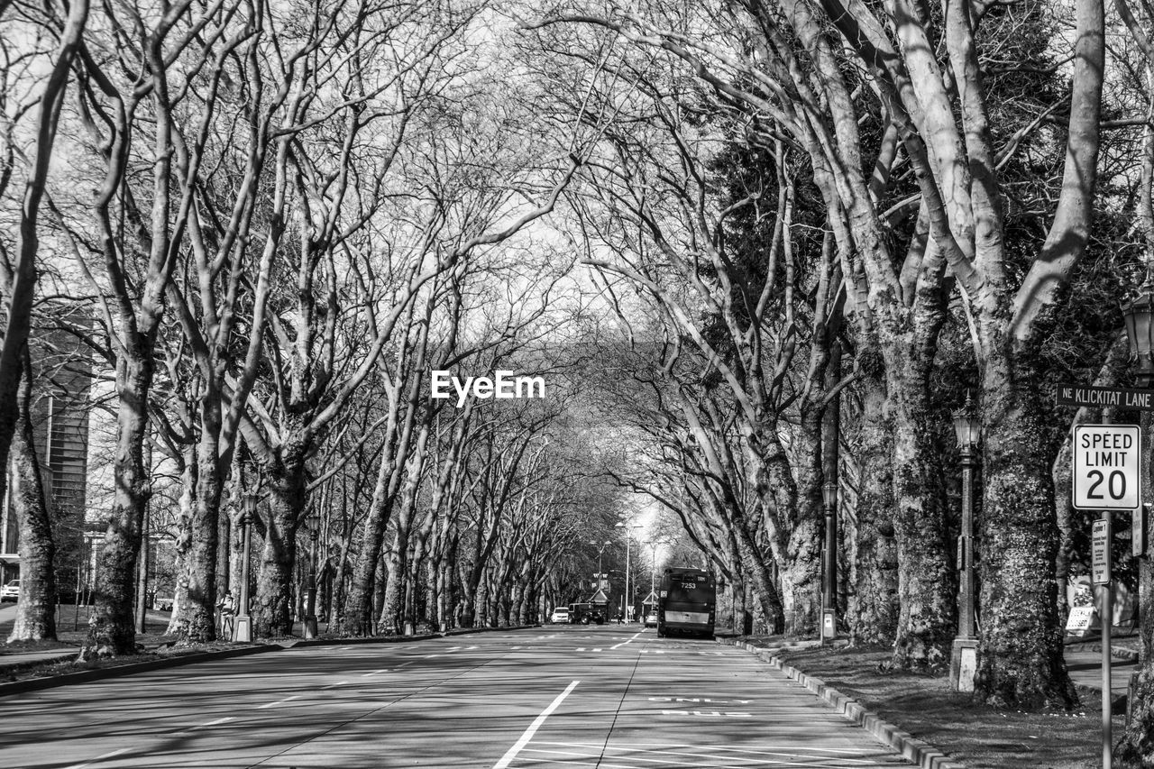 ROAD ALONG TREES