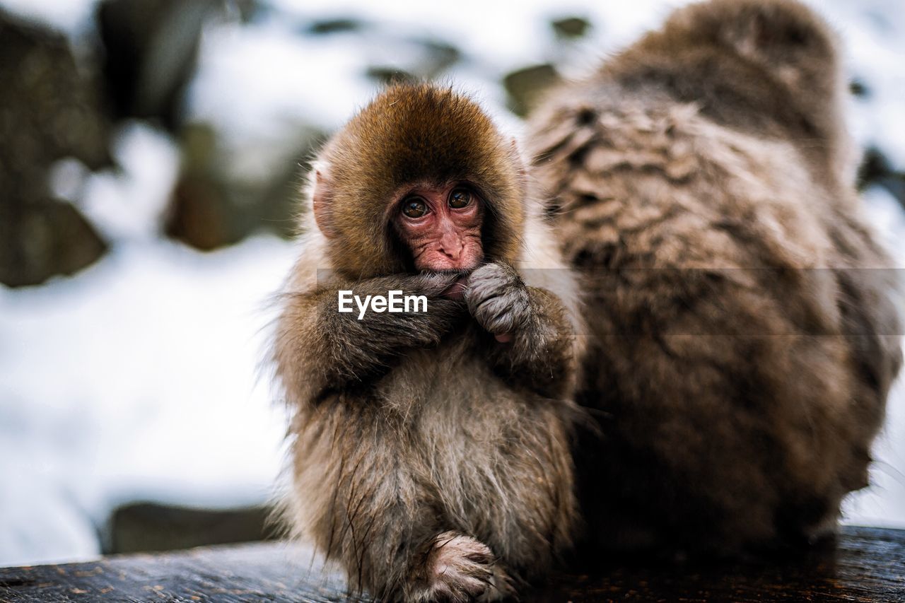 Close-up of monkey sitting outdoors