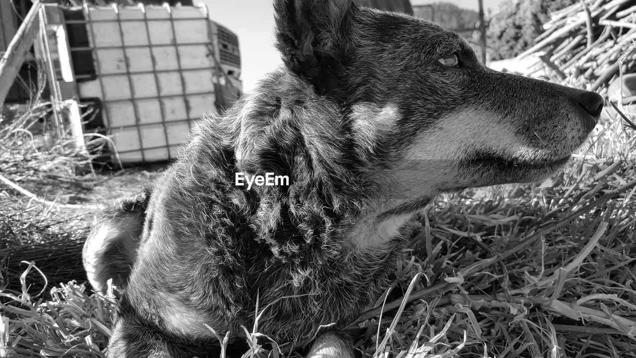 CLOSE-UP OF DOG ON GRASS