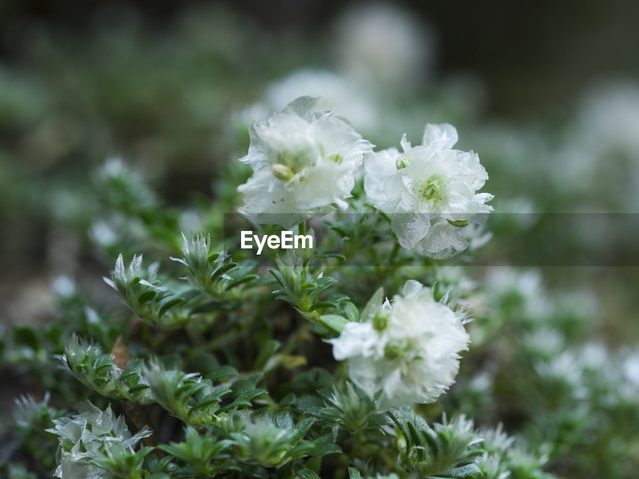 CLOSE-UP OF FLOWERING PLANT