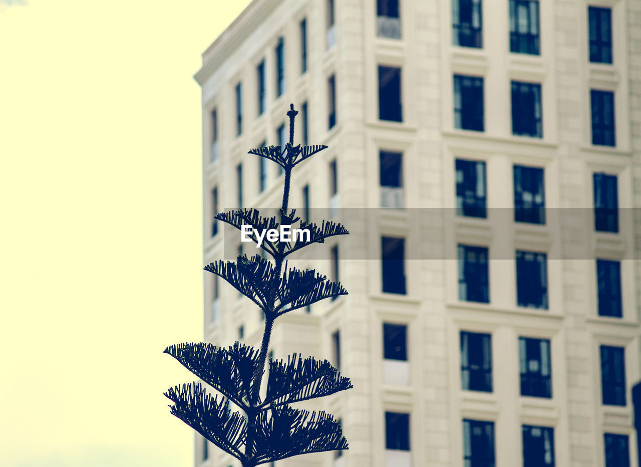 Low angle view of a tree and a building against sky