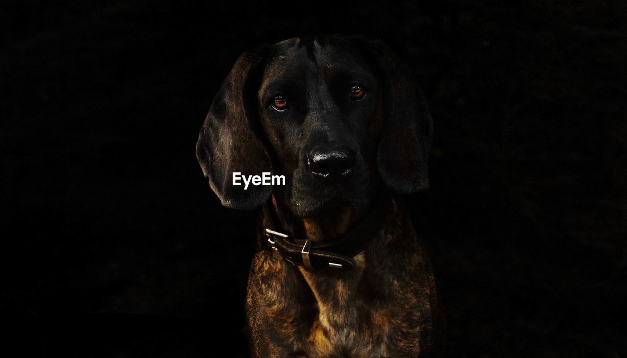 CLOSE-UP PORTRAIT OF BLACK DOG AGAINST BLUE BACKGROUND