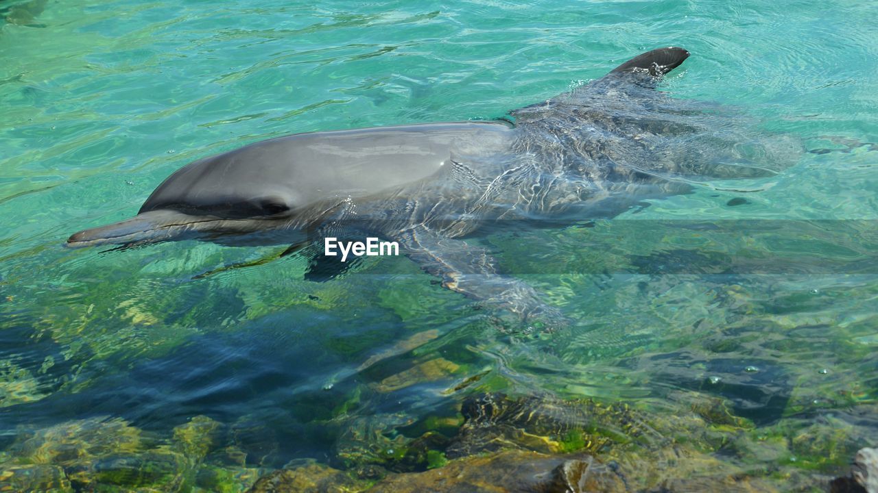 Dolphin swimming in sea