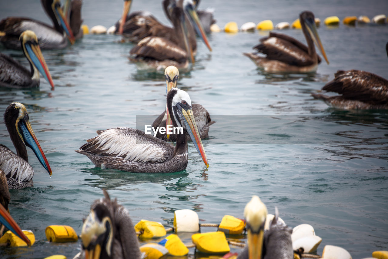 Pelicans swimming in lake