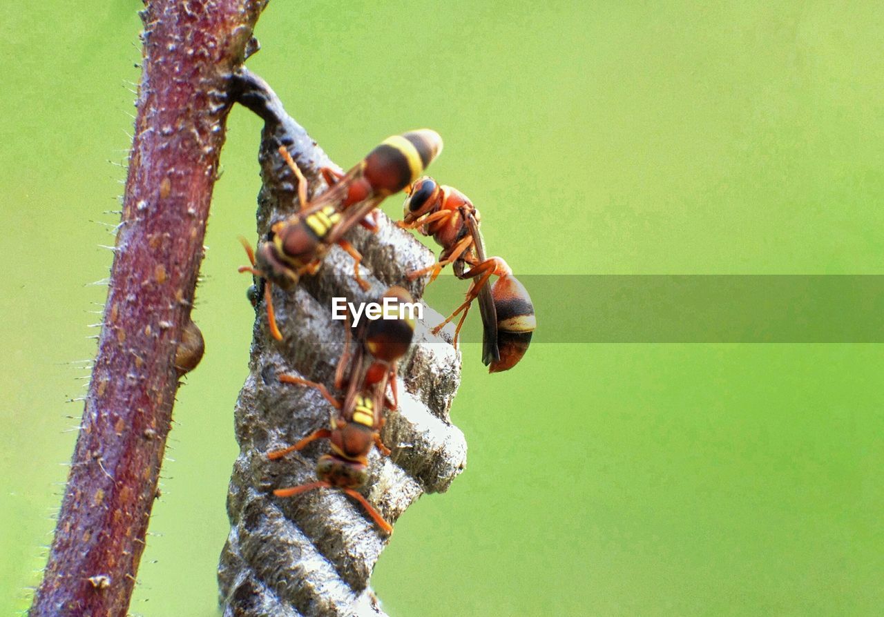 CLOSE-UP OF INSECTS ON LEAF