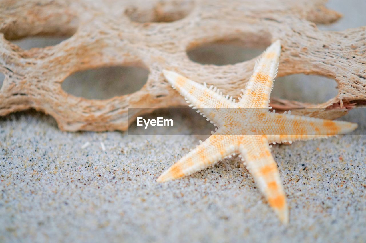 Close-up of starfish on beach