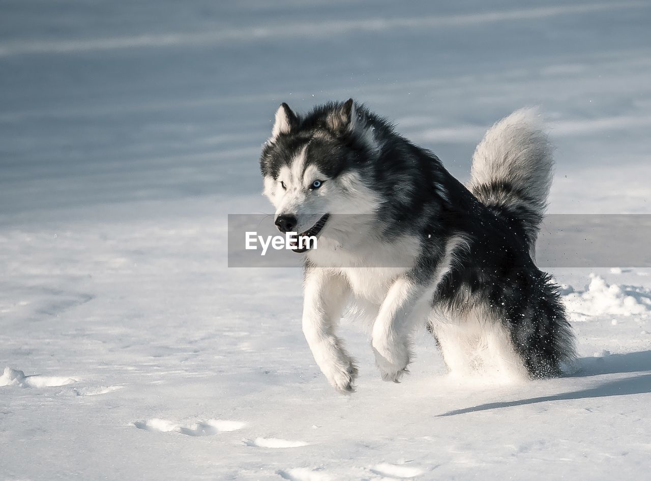 Fly of siberian husky