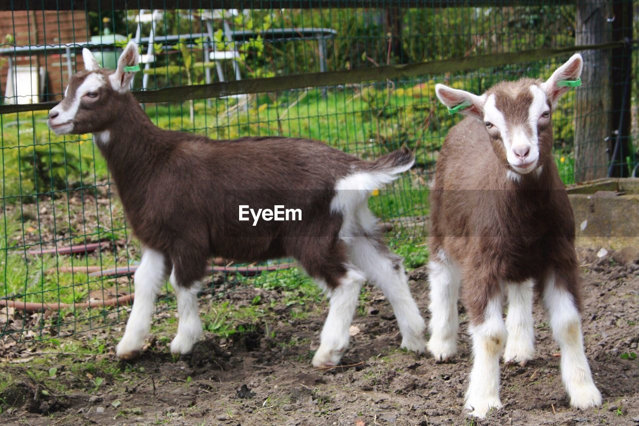 Goats standing on field