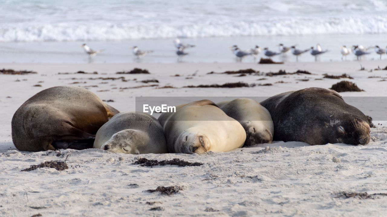 Sea lions sleeping on shore