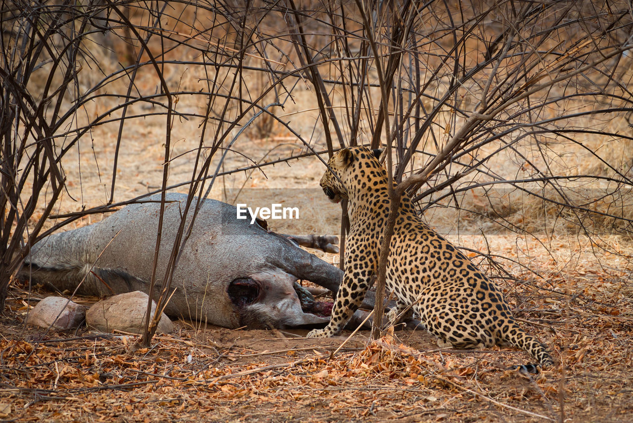 View of leopard after hunting of blue bull