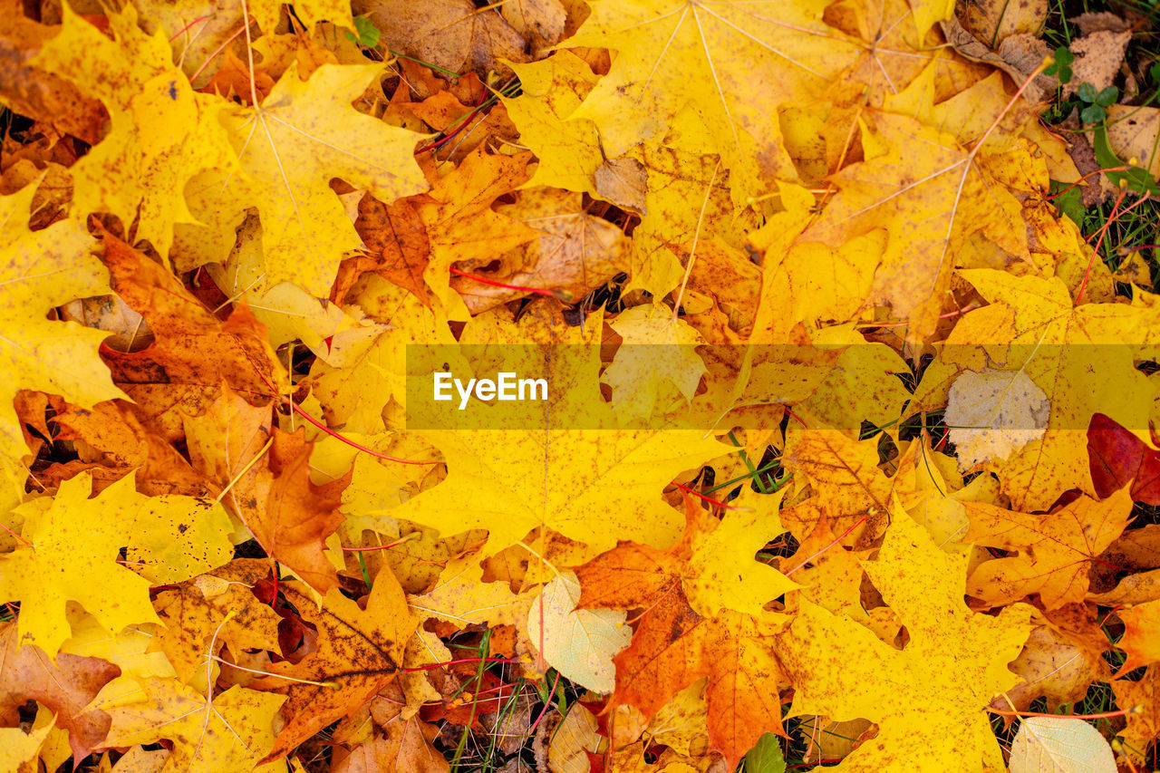 Colorful background image of fallen autumn leaves perfect for seasonal use
