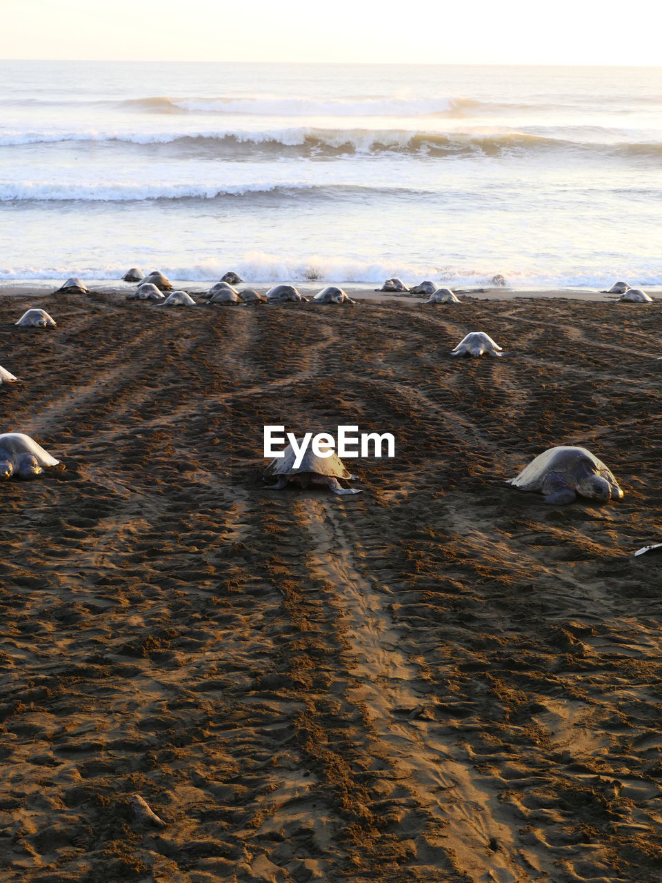 High angle view of turtles on beach