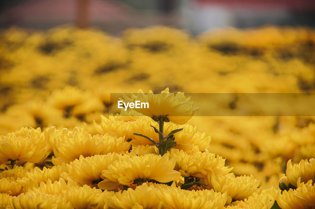 CLOSE-UP OF YELLOW FLOWERING PLANTS