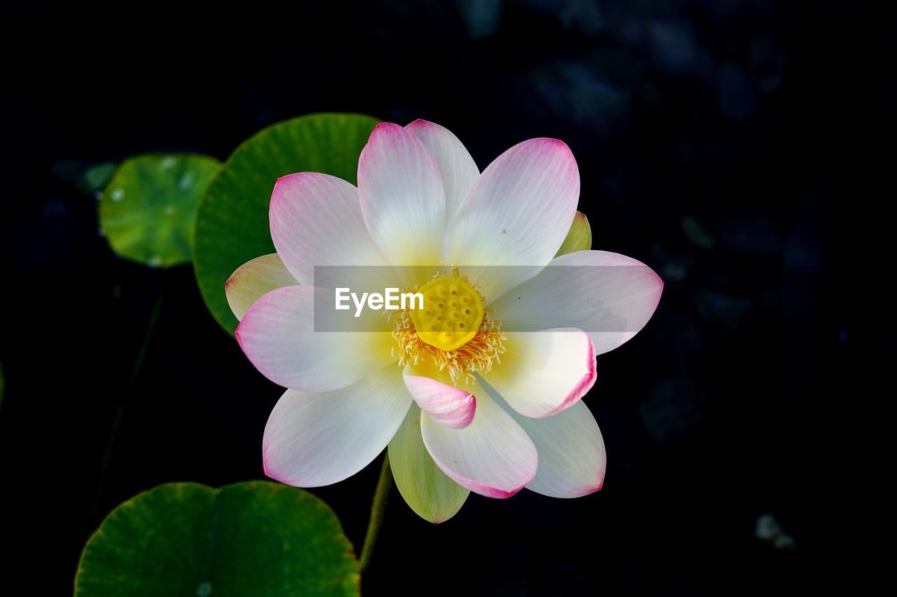 Close-up of pink flower lotus