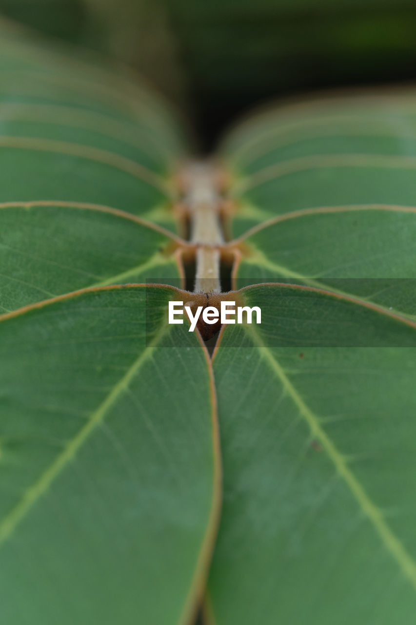 CLOSE-UP OF GREEN LEAF