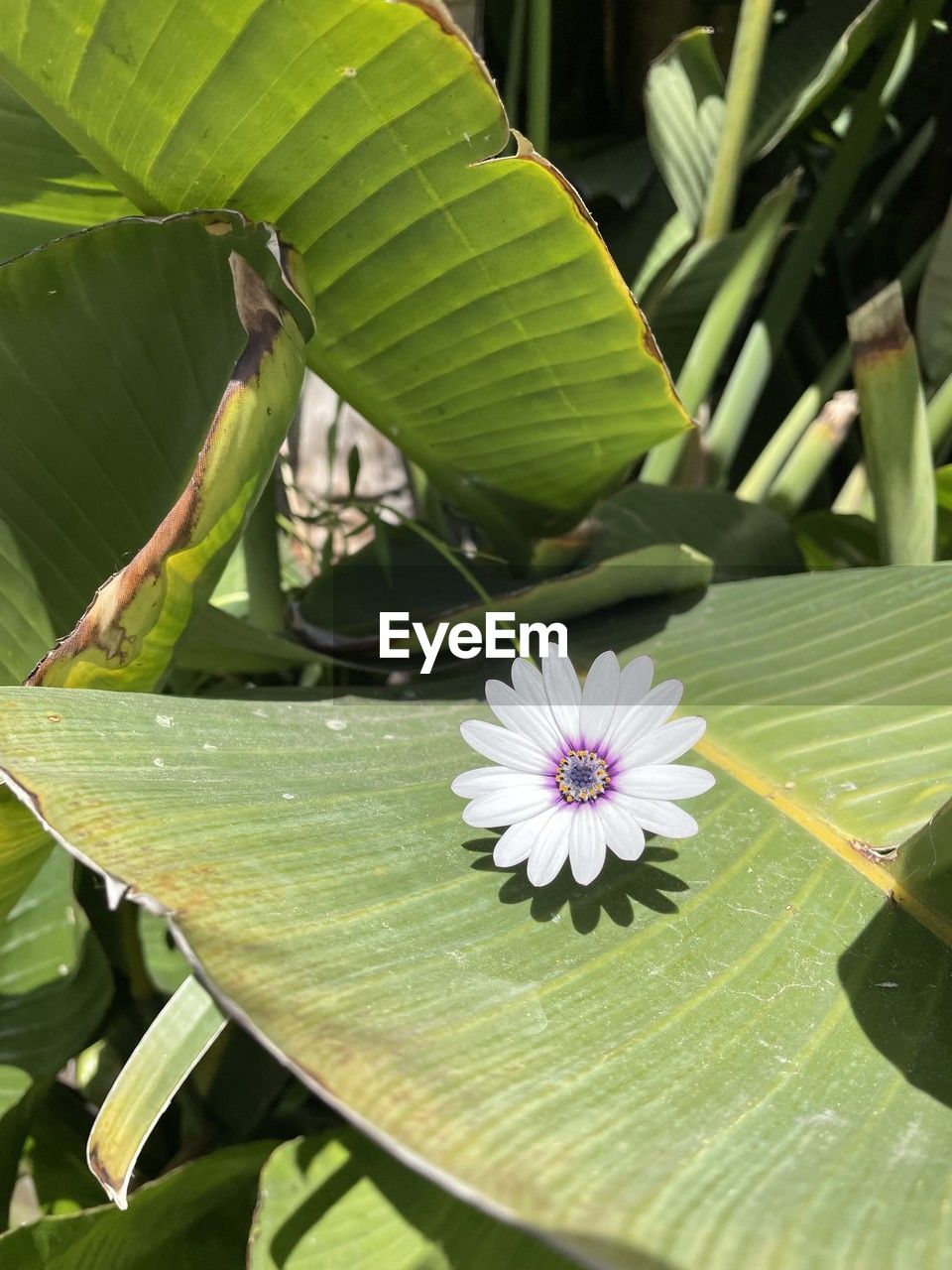 plant, leaf, flower, plant part, flowering plant, beauty in nature, green, freshness, nature, growth, close-up, no people, fragility, petal, inflorescence, flower head, water, day, outdoors, water lily, banana leaf, sunlight, botany, tree, tranquility