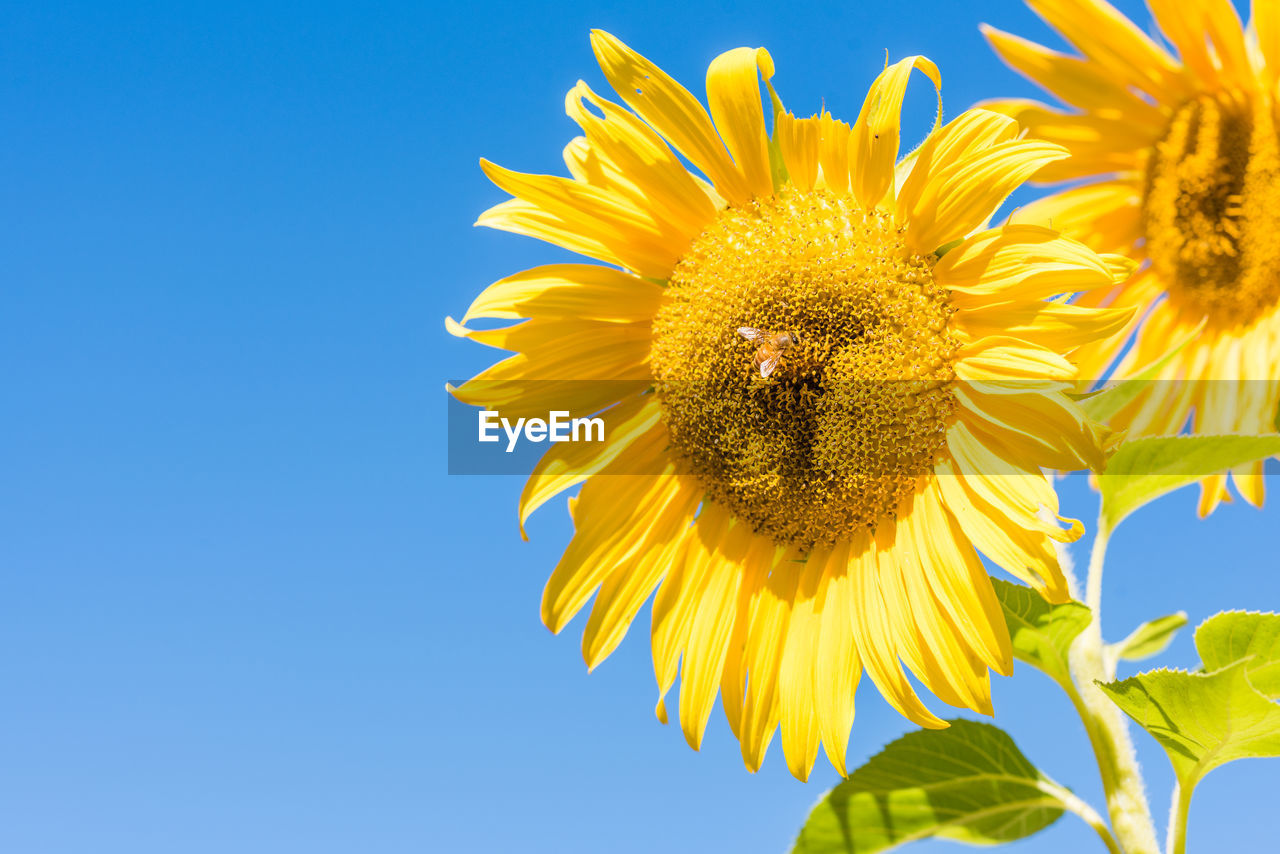 Close up of sunflower with bee against blue sky