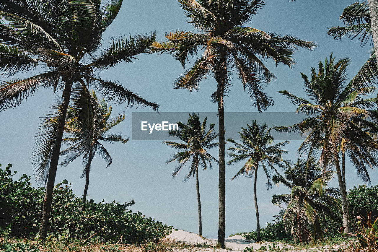LOW ANGLE VIEW OF COCONUT PALM TREE AGAINST SKY