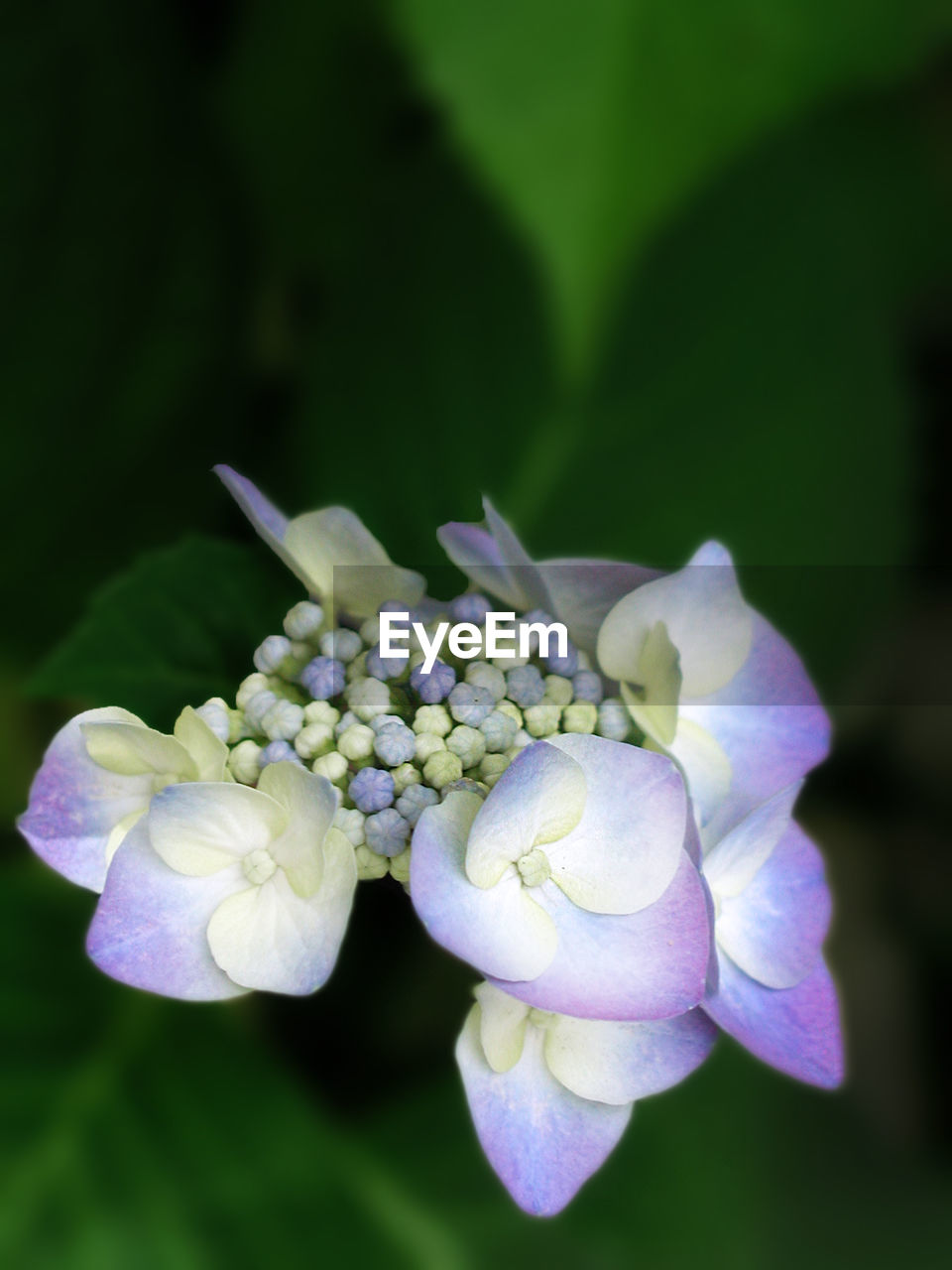 CLOSE-UP OF FLOWER