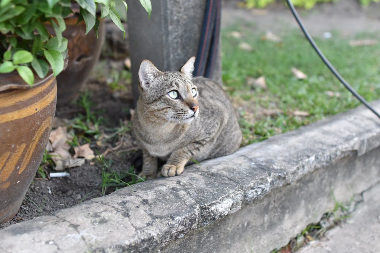 Close-up of cat sitting on retaining wall