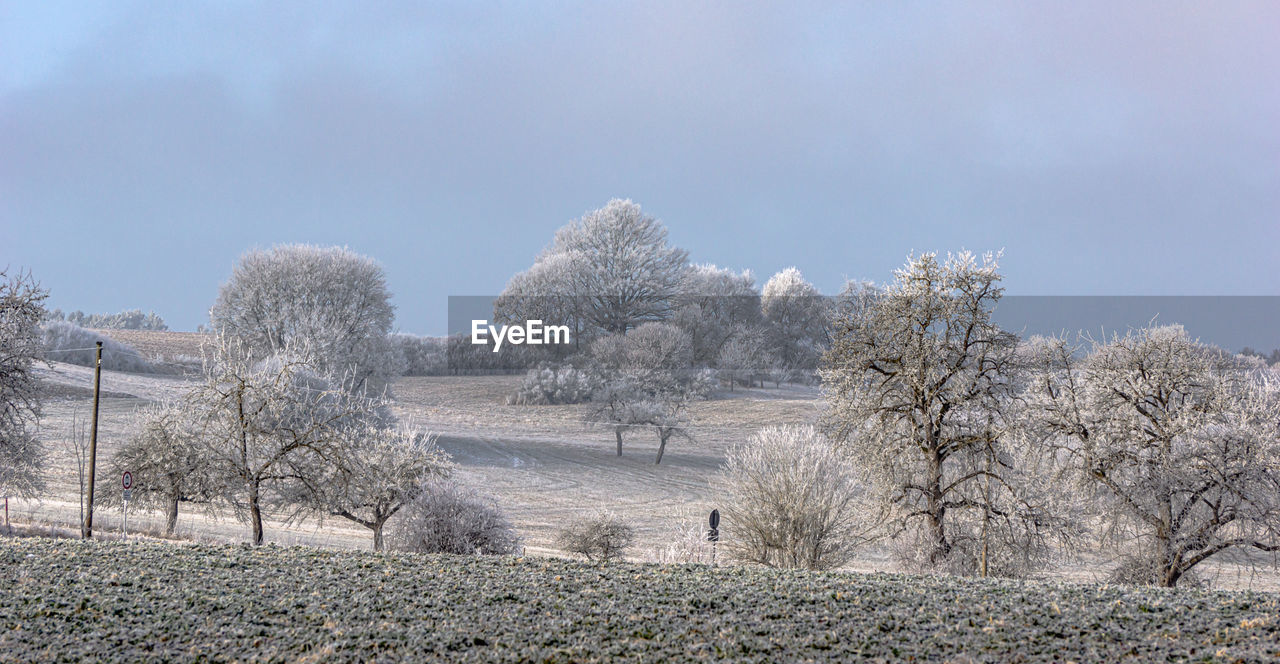 TREES ON FIELD DURING WINTER AGAINST SKY