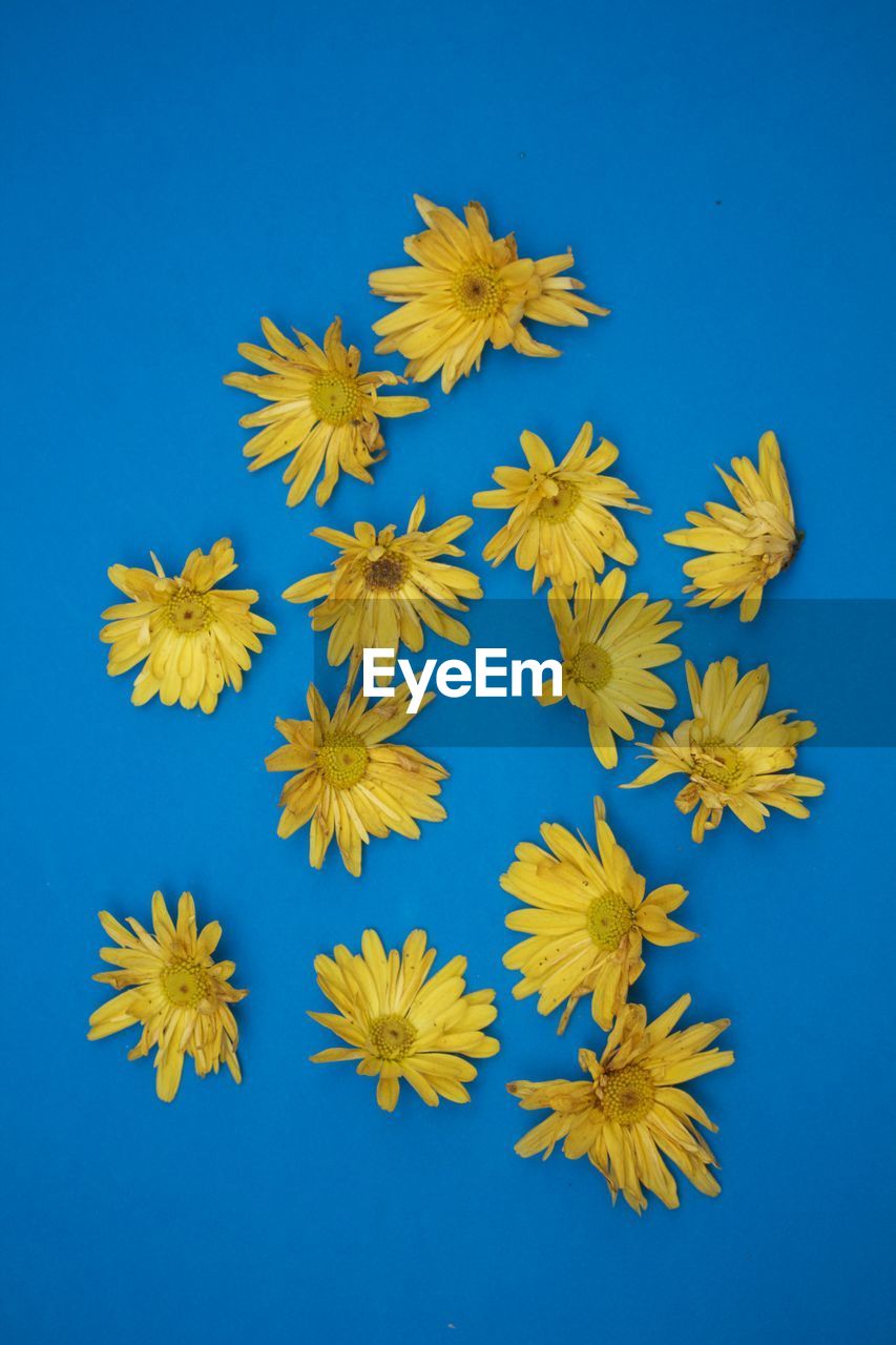 Yellow flowers on blue background