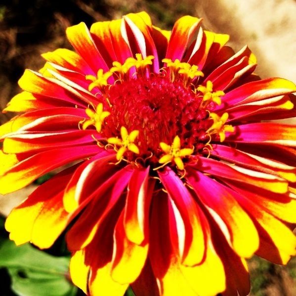 CLOSE-UP OF YELLOW FLOWERS