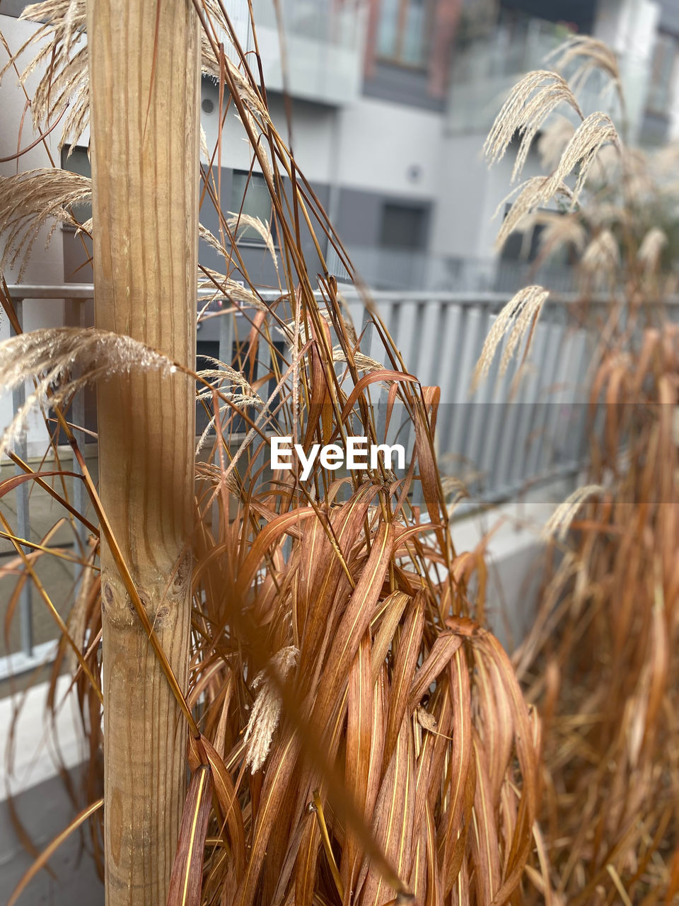 plant, focus on foreground, wood, nature, no people, day, outdoors, close-up, architecture, agriculture, dry, branch, food and drink, food, spring, built structure