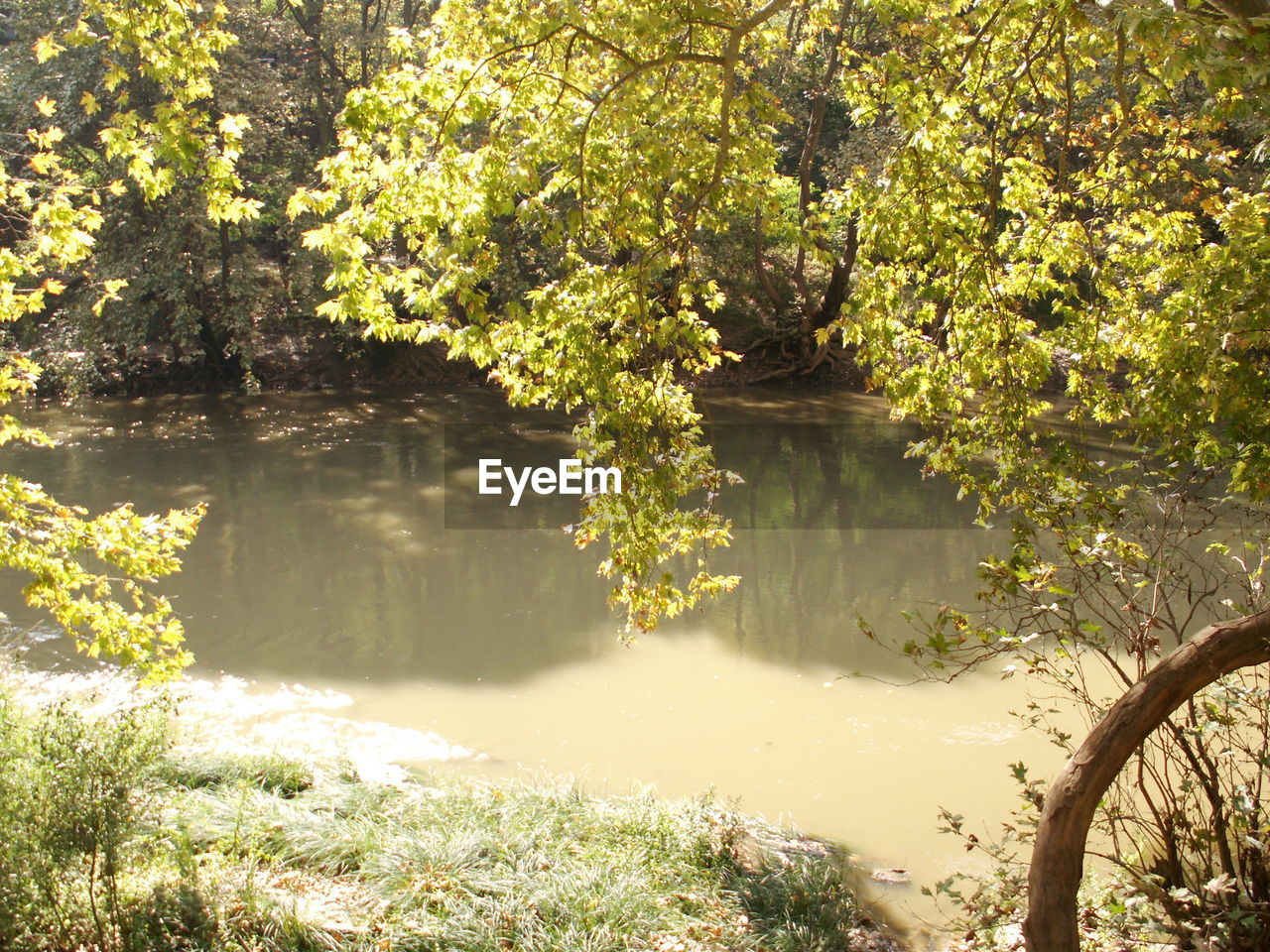 Reflection of trees in pond