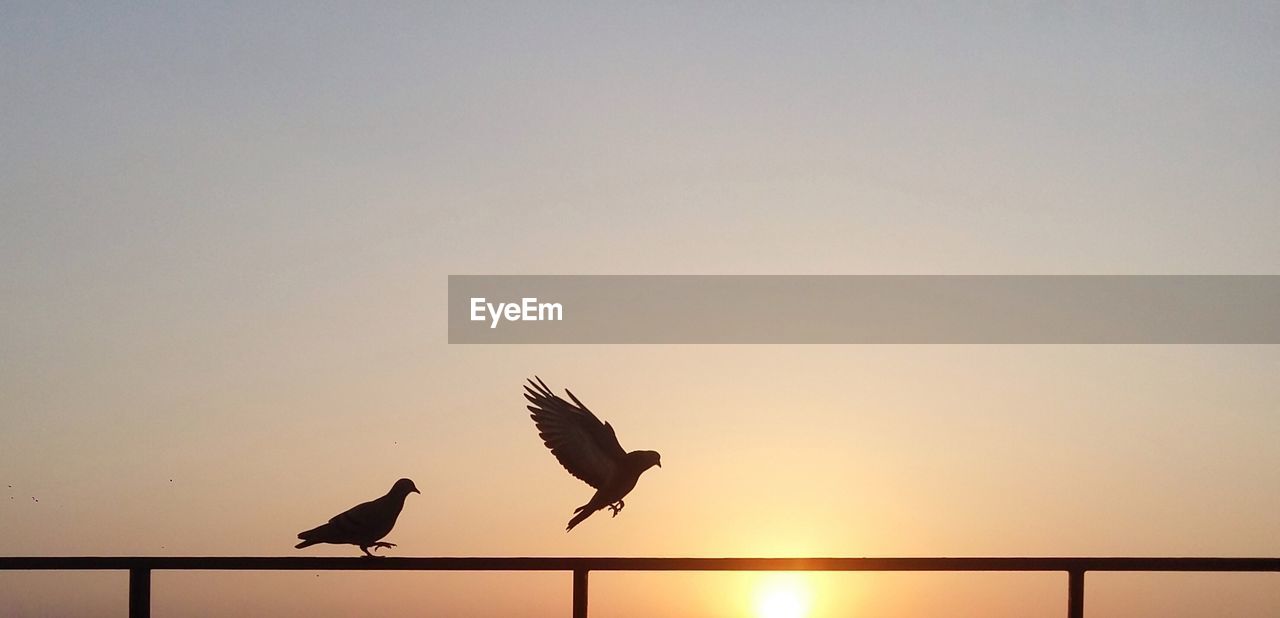 Low angle view of pigeons on railing against sky during sunset 