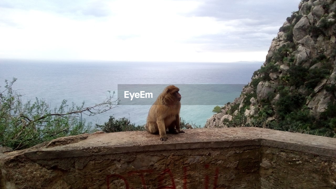 Monkey sitting on rock by sea against sky