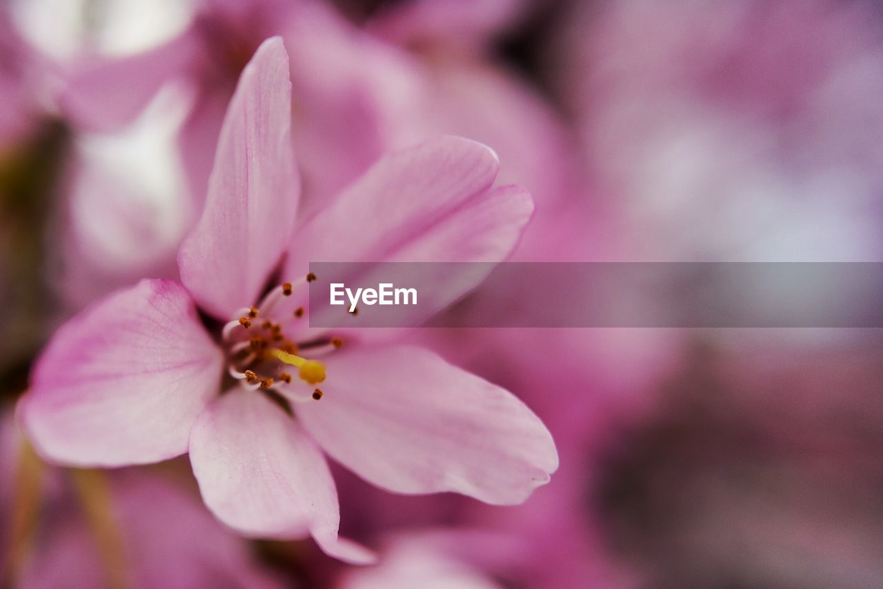 Close-up of pink flowers