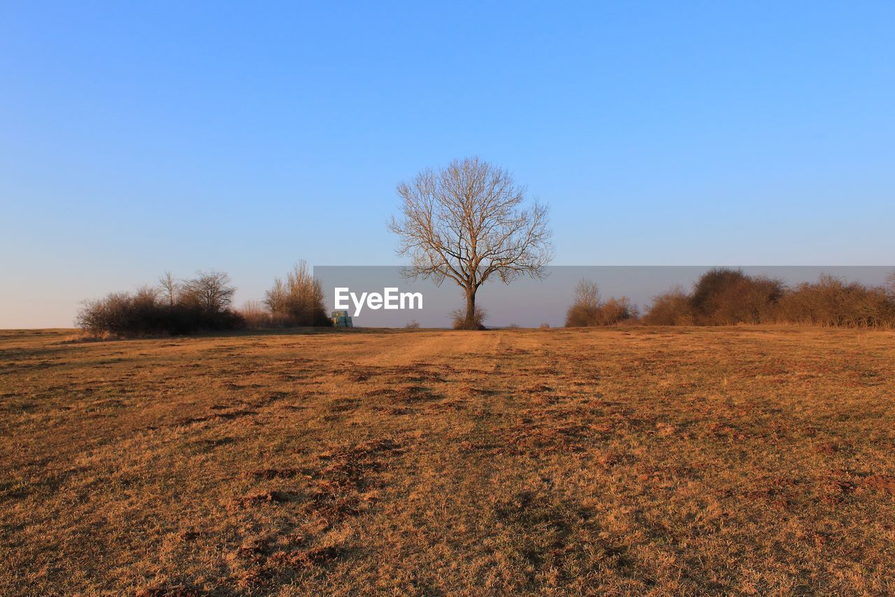 Bare tree on field against clear blue sky