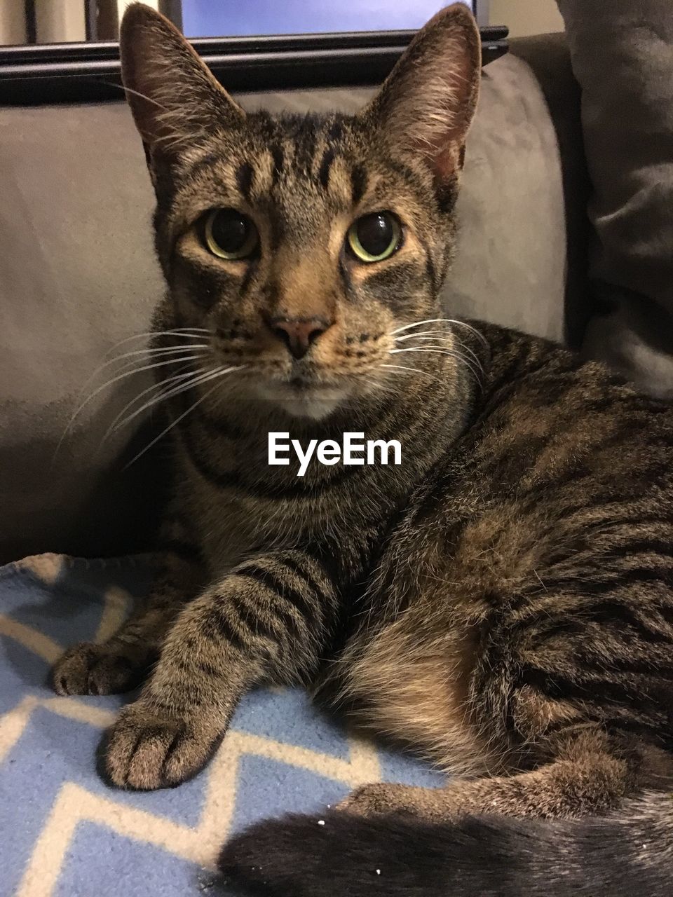 CLOSE-UP PORTRAIT OF CAT