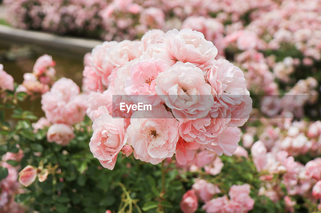 Close-up of pink rose bushes garden