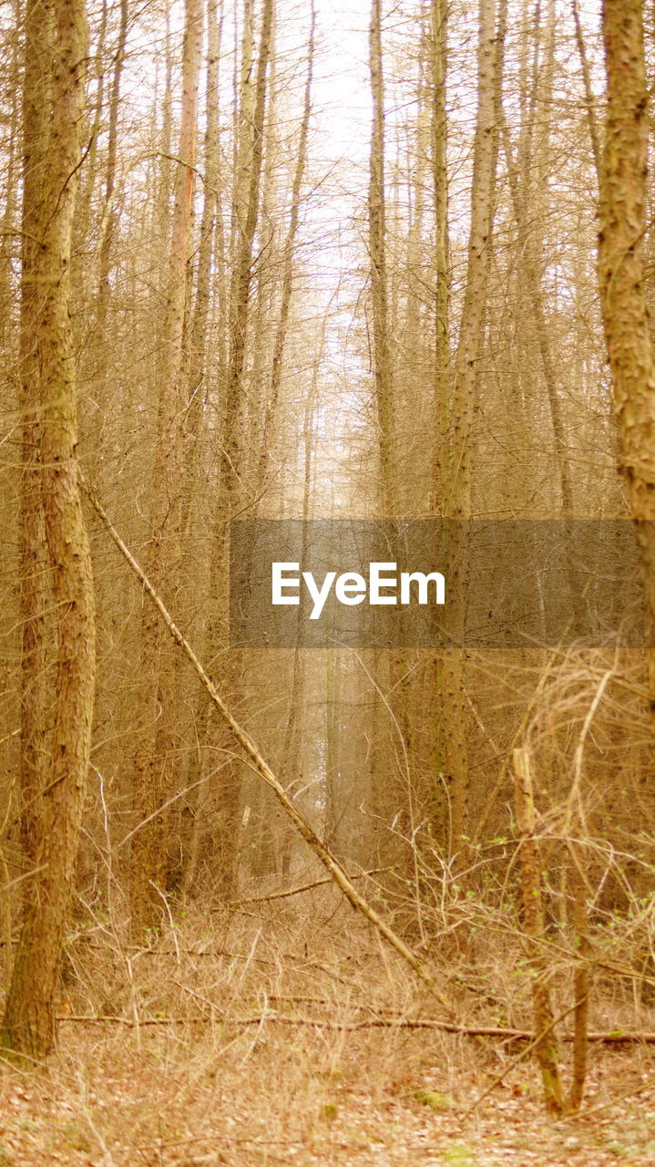 Full frame shot of trees in forest