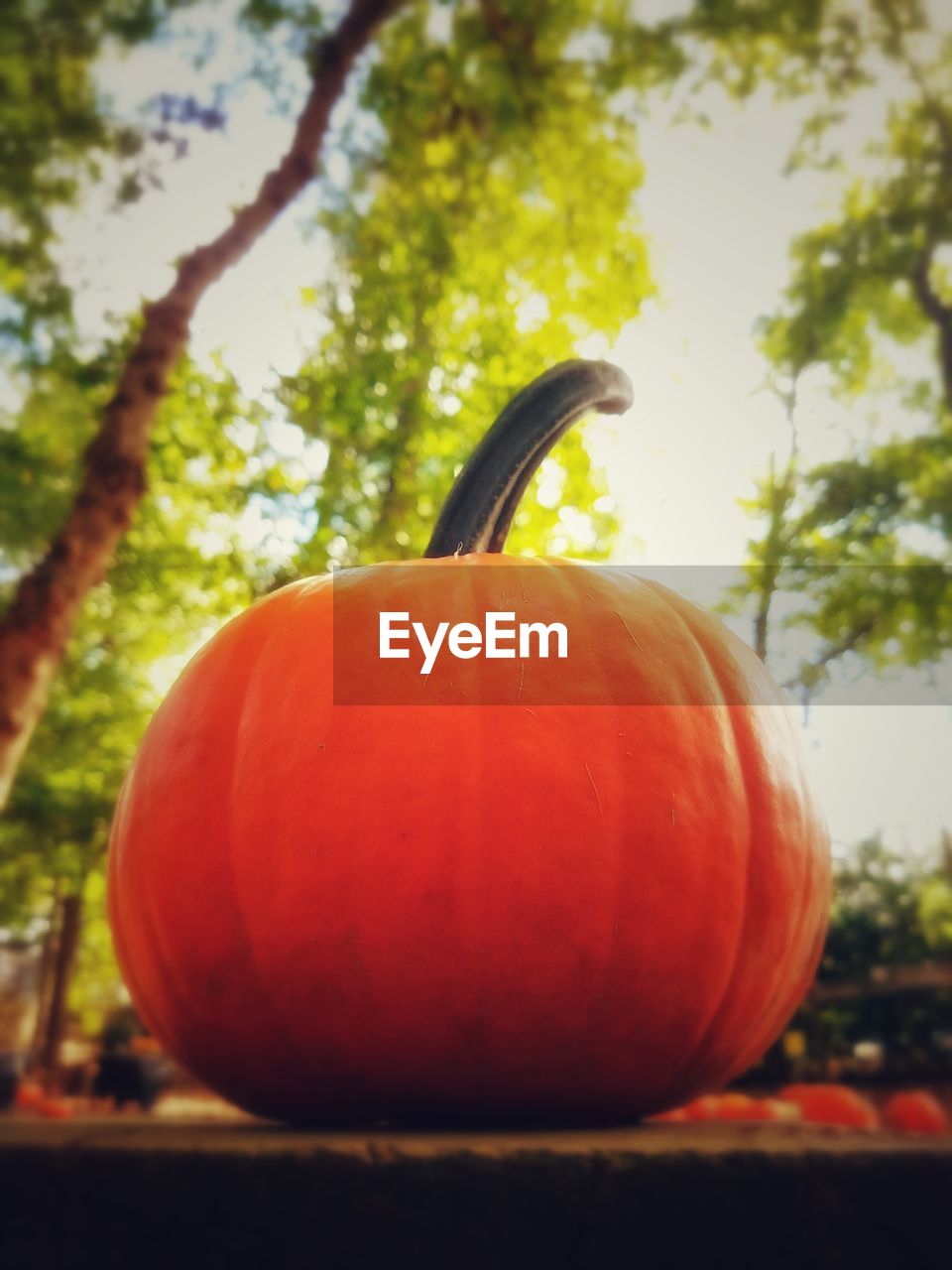 CLOSE-UP OF ORANGE PUMPKIN