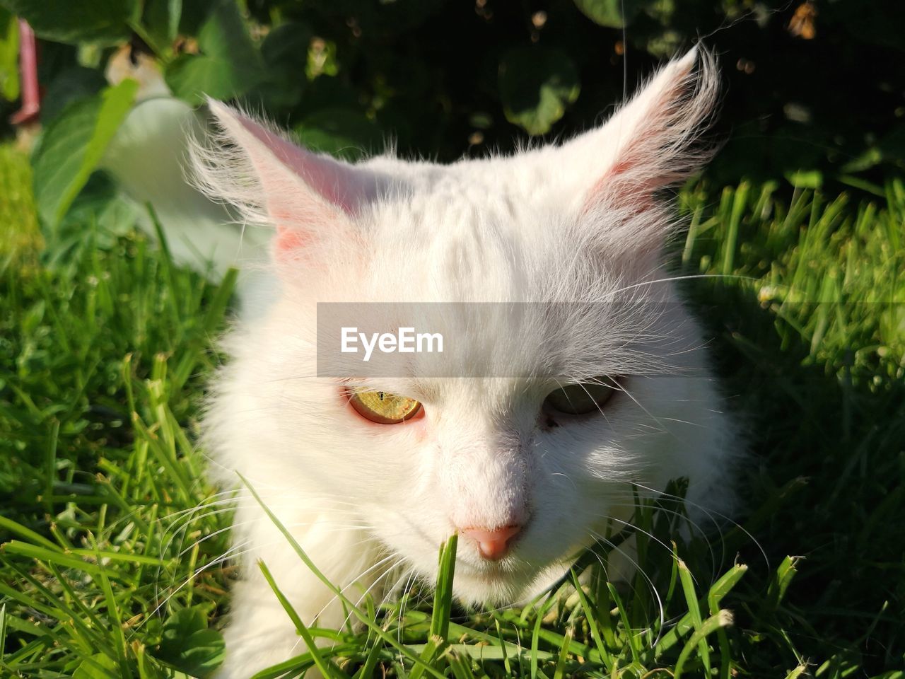 CLOSE-UP PORTRAIT OF WHITE CAT ON GRASS