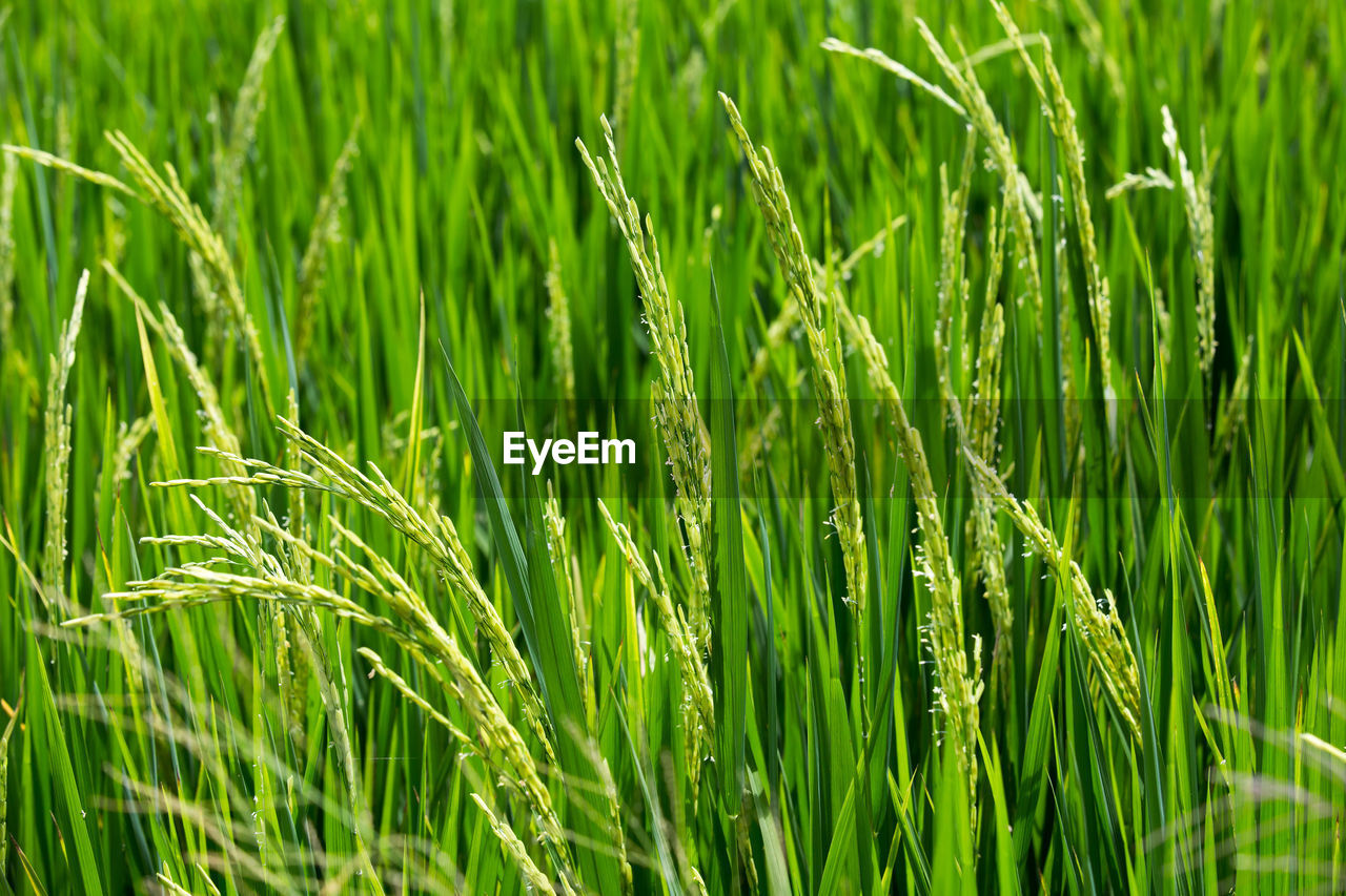 FULL FRAME SHOT OF CORN FIELD